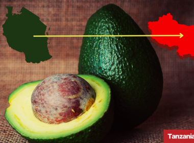 China opens Its market to Tanzanian avocados