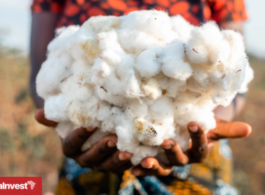 Tanzania Cotton