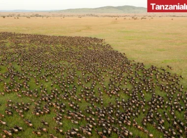 Serengeti wildebeest migration at the Serengeti National Park
