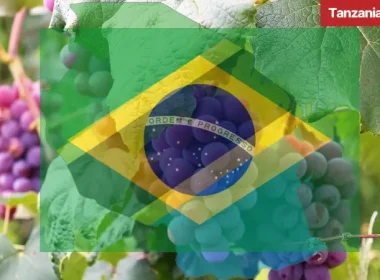 Brazil Interest Investing in Tanzania Grapes