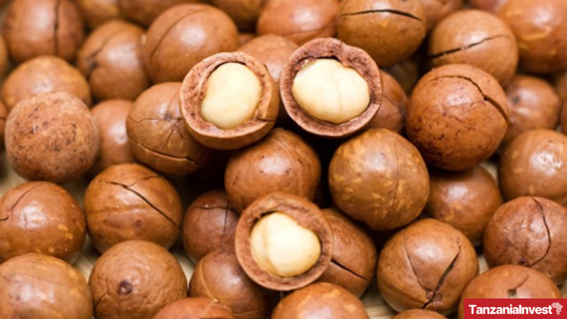 Macadamia Nuts