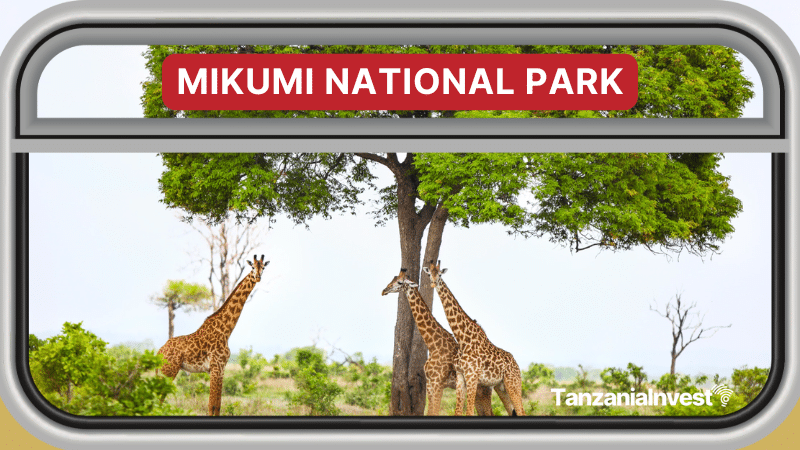 Tanzania Mikumi Park SGR Railway