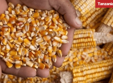 Tanzania Maize