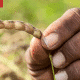 Tanzania pigeon peas