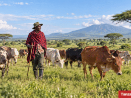Tanzanian Livestock Keeper Grazing Cattle
